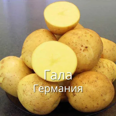 Картошка Павлодарская Гала: 100 тг. - Продукты питания / напитки Алматы на  Olx