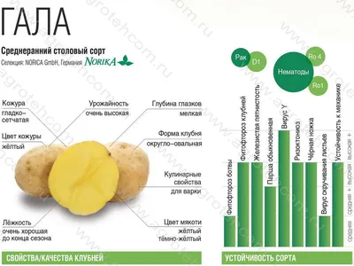 Семенной картофель «Гала»