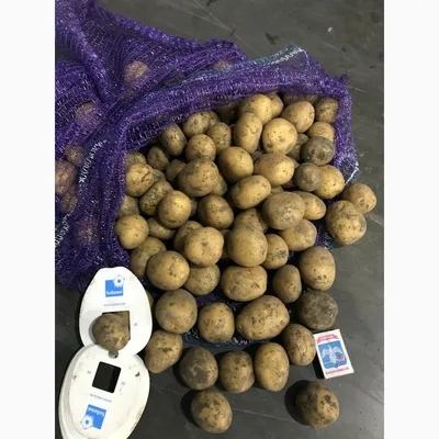 Картофель Гала