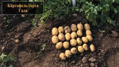 Картофель Гала Элита белоклубневый раннеспелый сетка 35 +/- 1кг (Тюмень)  (цена за 5 кг) купить, отзывы, фото, доставка - СП Бирка - Березники и  Солика