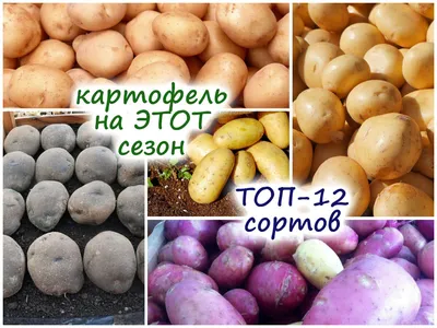 Overview of potato varieties in 2019. Weather tests successfully passed:  Ivan da Marya, Carrera, Ga - YouTube