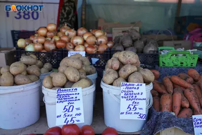 Картошка 40 дневка 🥔Семенной Картофель Сенсейшн🥔Голландские Сорта  Картофеля - YouTube
