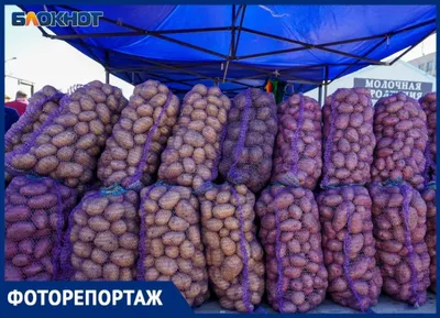 Катофель Иван да Марья или Пикасо: 10 грн. - Продукты питания / напитки  Галициновка на Olx