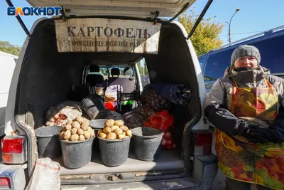 Картофель Иван да Марья 1 кг семенной – купить в питомнике \"КСП\" с  доставкой по России