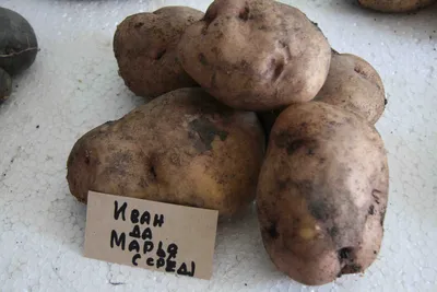 Продам посадочную картошку Иван да Марья — Agro-Ukraine