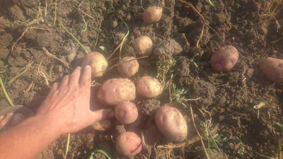 С сегодняшнего дня подорожала на полях: что говорят о картошке на  волгоградских рынках