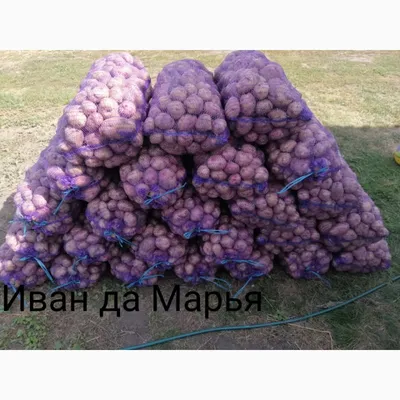 Продам товарный картофель сорт Иван да Марья, Сумская обл — Agro-Ukraine