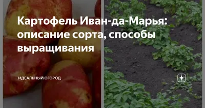 Катофель Иван да Марья или Пикасо: 10 грн. - Продукты питания / напитки  Галициновка на Olx