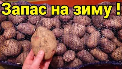 Картофель Иван-да-Марья: урожайный кормилец на грядке | Азбука огородника |  Дзен