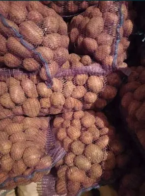 Продам товарный картофель сорт Иван да Марья, Сумская обл — Agro-Ukraine