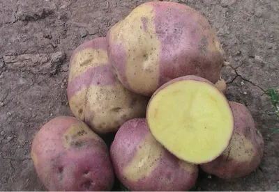 Продам посадочный картофель сорта Иван да Марья, Сумская обл — Agro-Ukraine