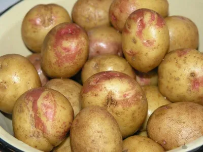 Чем примечателен сорт картофеля Иван-да-Марья — высокая урожайность,  неприхотливость, отличный вкус при правильной агротехнике | Огородные  шпаргалки | Дзен
