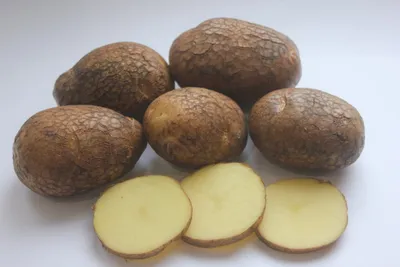 Картофель семенной Киви (репродукция элита 10 шт/уп.) купить за 340 р. в  садовом центре АСТ Медовое