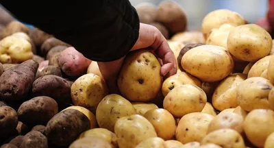 Картошка домашня ,морква: 15 грн. - Продукты питания / напитки Червоный  Донец на Olx