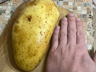 Селедка с картошкой и луком - рецепт закуски с фото пошагово