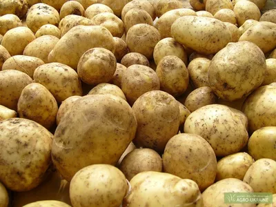 Картофель Санте: описание, отзывы, выращивание и уход, урожайность -  Картофель