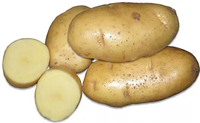Картофель семенной Санте - купить по низкой цене с доставкой