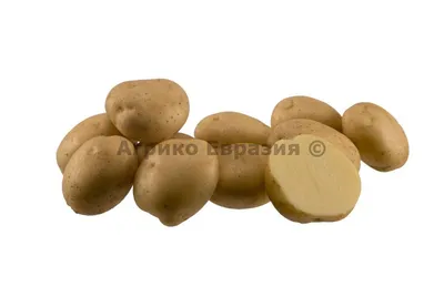 Семенной картофель Санте 2 репродукция 1 кг купить в Украине с доставкой |  Цена в Svitroslyn.ua