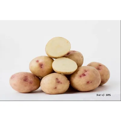 Картофель Глория | Сорта картофеля