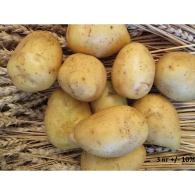 Продам посадочную картошку - Сорта Гала, Ревьера, Санте — Agrotorg.Dp
