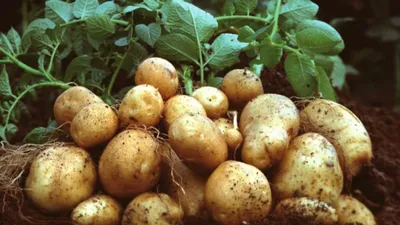 Картофель, картошка картопля Санте, очень вкусная: 8 грн. - Продукты  питания / напитки Сумы на Olx