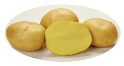 Картофель семенной Agrico Голландия, сорт Ривьера (Riviera) суперранний,  2,5 кг (ID#1445538816), цена: 90 ₴, купить на Prom.ua