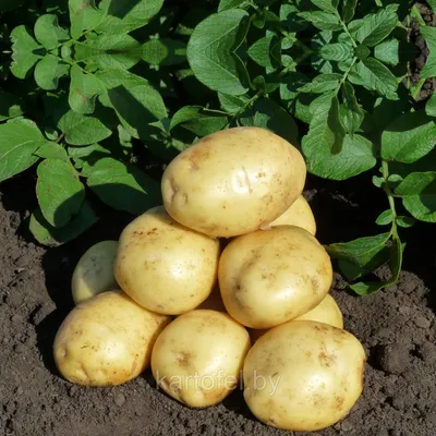 ПРОДАМ картошку продовольственную 5+, Сантэ, Журавушка, Королева Анна,  Боиз, Галла ОПТ — Agro-Ukraine