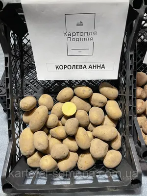 Картошка сорт Санте Синиора — Agro-Uzbekistan