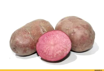 Семенной Картофель Солоха, фиолетовый, эксклюзив (1 репродукция) / 1кгНет в  наличии: 110 грн. - Овочі Обухів на BON.ua 89668044