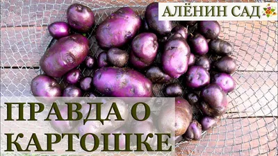 ГМО или нет? Узнали, можно ли есть синюю картошку - Telegraf.news