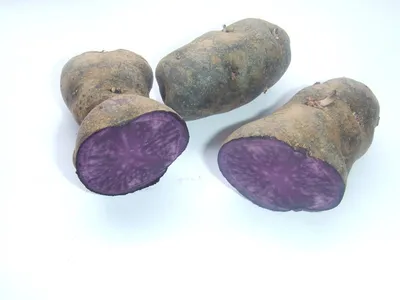 Продам картофель сорта \"Солоха\", Полтавская обл — Agro-Ukraine