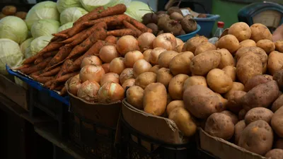 Картопля: сорти - Сторінка 226 - форум-виноград