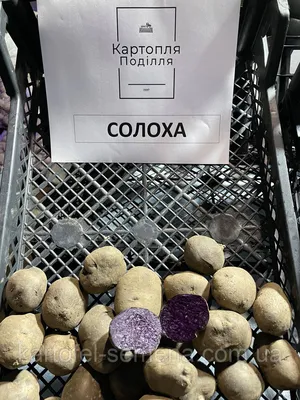 Картошка солоха посадочная и крупная фиолетовая: 30 грн. - Сад / город  Конотоп на Olx