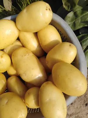 картошка ,сорта лина и красная-свежая — купить в Красноярске. Картофель на  интернет-аукционе Au.ru