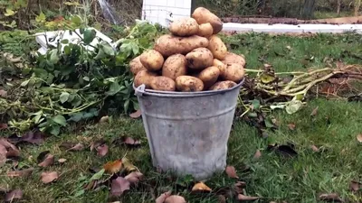 Картофель в ведре на природе Стоковое Изображение - изображение  насчитывающей овощ, напольно: 183815429