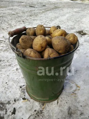 Картофель на еду / Разное / Доска объявлений на Чепецк.RU