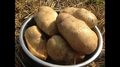 Сколько стоит картошка: о цене за ведро и за килограмм | 07.09.2020 |  Новости Гая - БезФормата