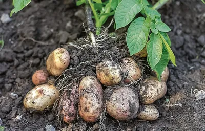 Свежие картофеля в ведре на местах. Недавно сжатые картофеля в огороде.  Стоковое Фото - изображение насчитывающей здорово, сад: 195551046