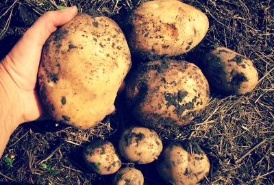 картофель картошка адретта гала ведро 10 л 8 кг урожай 2018 г. — купить в  Красноярске. Картофель на интернет-аукционе Au.ru