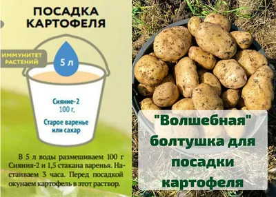 Как вырастить ведро картофеля с куста /Выращивание картофеля под соломой /  Собираем урожай 2017 - YouTube