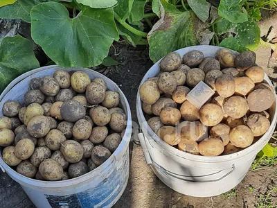 2 ведра с куста! Мне такая картошка даром не нужна!” - подруга не оценила  сорт, который я ей дала | Уральская провинция | Дзен