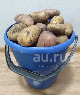 картошка (картофель), со своего огорода (за 12л ведро) с деревни — купить в  Красноярске. Картофель на интернет-аукционе Au.ru