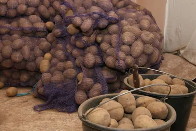 Ведро картошки 10 л – купить в Тюмени, цена 200 руб., продано 28 июня 2020  – Продукты питания
