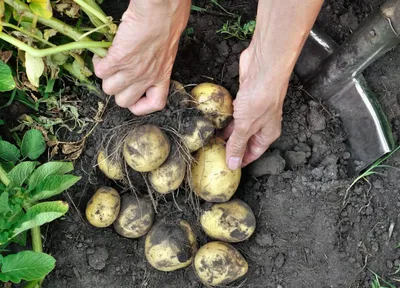 Сколько килограмм картошки в ведре? - YouTube