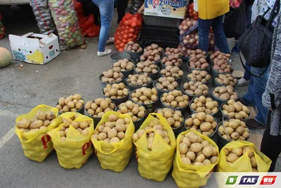 Ведро прошлогодней картошки (10 л) — купить в Красноярске. Картофель на  интернет-аукционе Au.ru