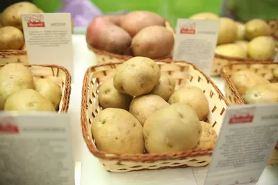 Ведро картошки — с куста» — делюсь простой подкормкой для картошки,  повышающей... | Картошка, Ведро, Куст