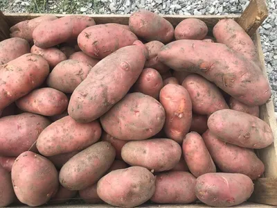 Как и где хранить картошку, чтобы не испортилась – блог интернет-магазина  Порядок.ру