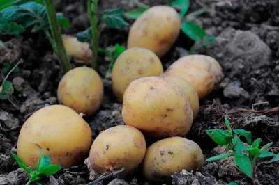 Ведро картофеля с куста на некопаной почве - YouTube