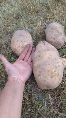 С сегодняшнего дня подорожала на полях: что говорят о картошке на  волгоградских рынках