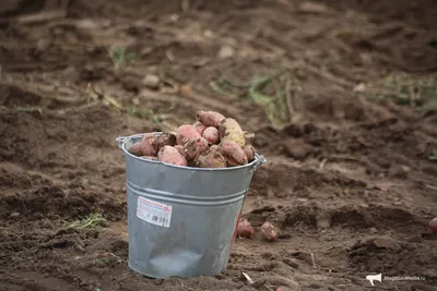 Ранняя картошка в Латвии: неужели отечественная?